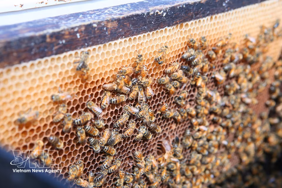 Desde 2025, numerosos apicultores han incorporado abejas de raza importada, de mayor rendimiento y mejor adaptadas a zonas con una floración estable. (Foto: VNA)