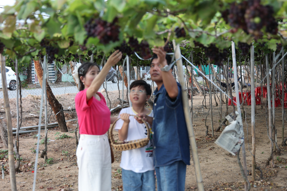Los turistas participan en la cosecha de uvas, disfrutando de una experiencia directa con la agricultura local. (Foto: VNA)