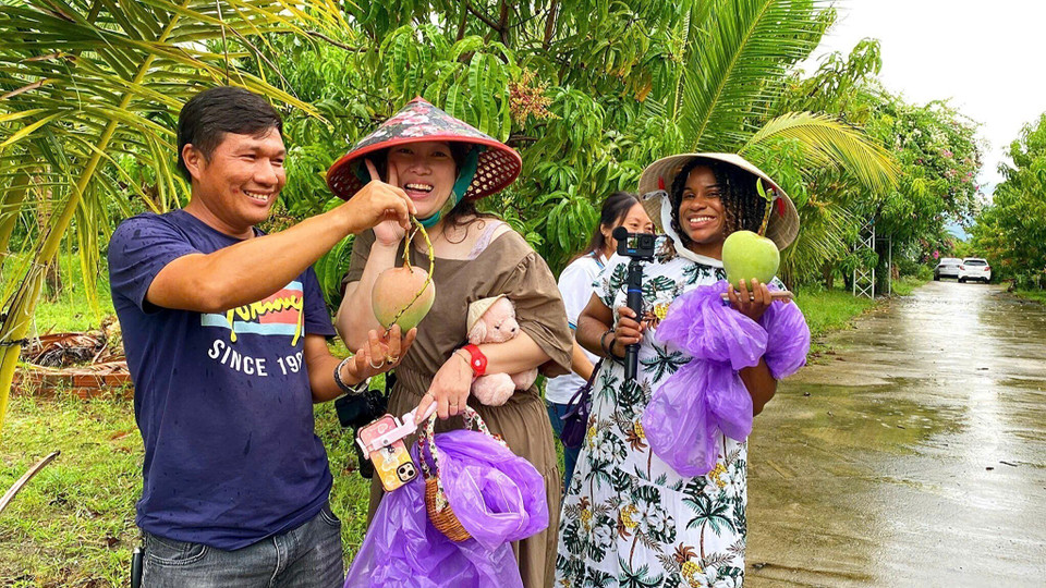En la comuna de Cam Lam, visitantes extranjeros disfrutan recogiendo mangos directamente del huerto, una vivencia que combina diversión y aprendizaje. (Foto: VNA)