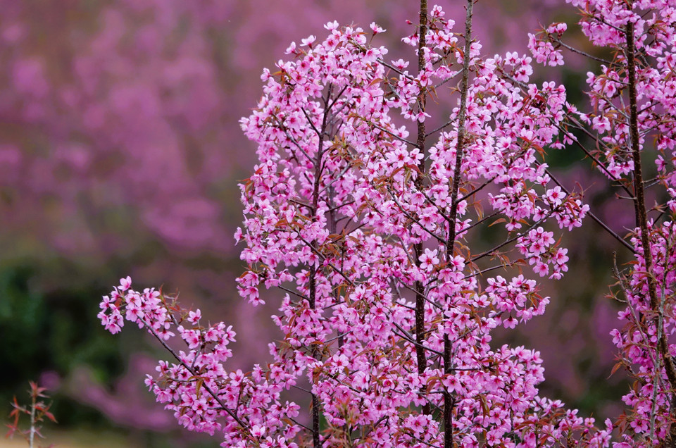 To Day florece como un símbolo natural de la primavera y de la renovación agrícola. (Foto: VNA)