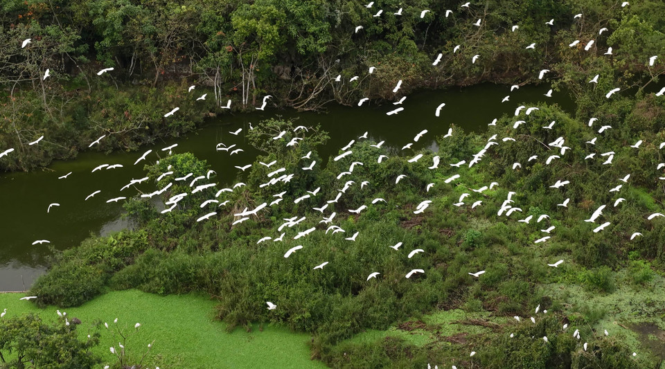 Durante la temporada alta de reproducción, que comprende desde el octavo mes lunar hasta el cuarto mes lunar del año siguiente, la población de aves en el jardín de Thung Nham puede llegar a decenas de miles. (Foto: VNA)