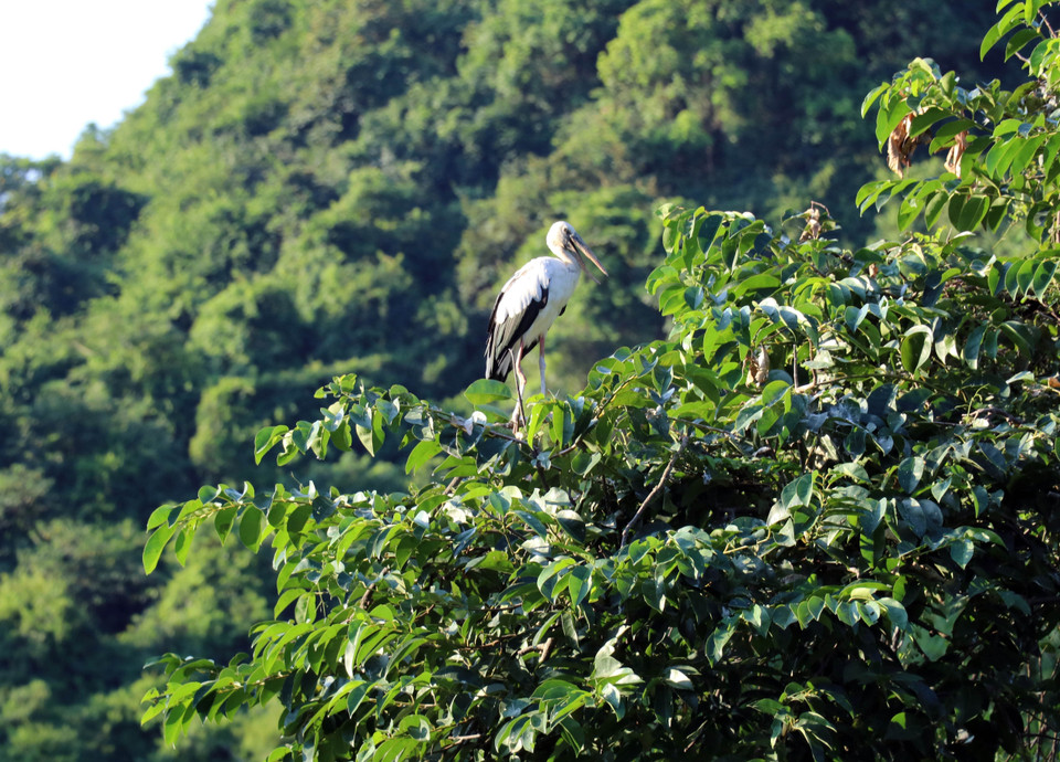 La gestión y conservación del jardín de Thung Nham se lleva a cabo de manera estricta. Está absolutamente prohibido cazar, dañar a las aves o destruir su hábitat natural. (Foto: VNA)