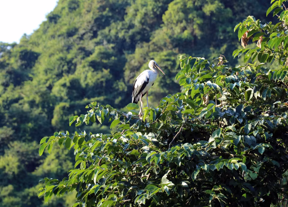 La gestión y conservación del jardín de Thung Nham se lleva a cabo de manera estricta. Está absolutamente prohibido cazar, dañar a las aves o destruir su hábitat natural. (Foto: VNA)