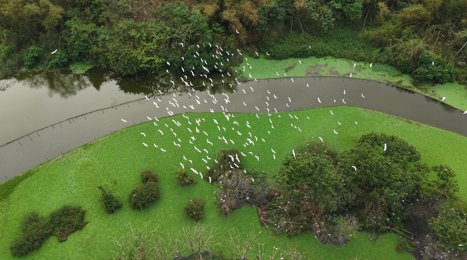 Durante la temporada alta de reproducción, que comprende desde el octavo mes lunar hasta el cuarto mes lunar del año siguiente, la población de aves en el jardín de Thung Nham puede llegar a decenas de miles. (Foto: VNA)