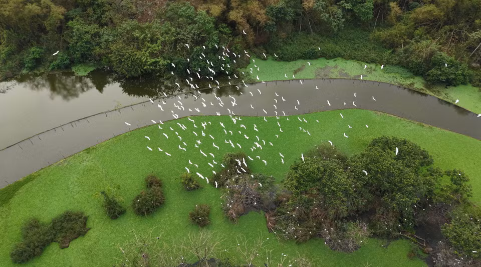 Durante la temporada alta de reproducción, que comprende desde el octavo mes lunar hasta el cuarto mes lunar del año siguiente, la población de aves en el jardín de Thung Nham puede llegar a decenas de miles. (Foto: VNA)