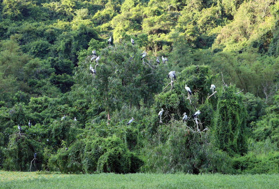 Aves en el jardín de Thung Nham, Ninh Binh. (Foto: VNA)