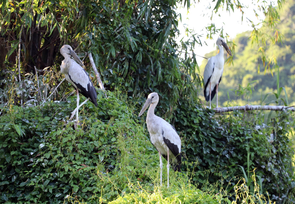 La gestión y conservación del jardín de Thung Nham se lleva a cabo de manera estricta. Está absolutamente prohibido cazar, dañar a las aves o destruir su hábitat natural. (Foto: VNA)