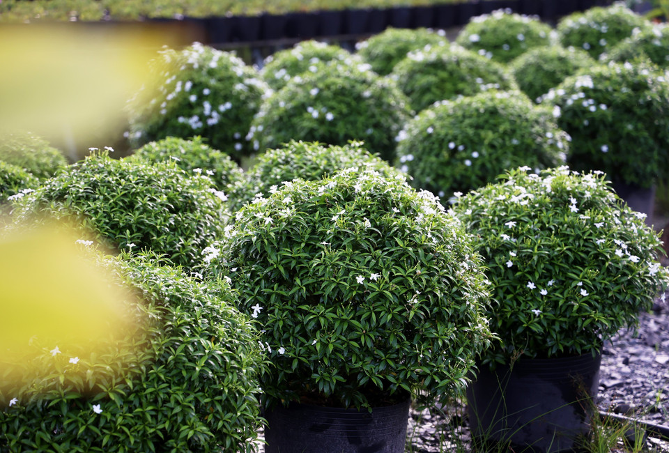 Las macetas de flores Tabernaemontana divaricata en Sa Dec ya comienzan a florecer, garantizando su disponibilidad para el Tet 2025. (Foto: VNA)