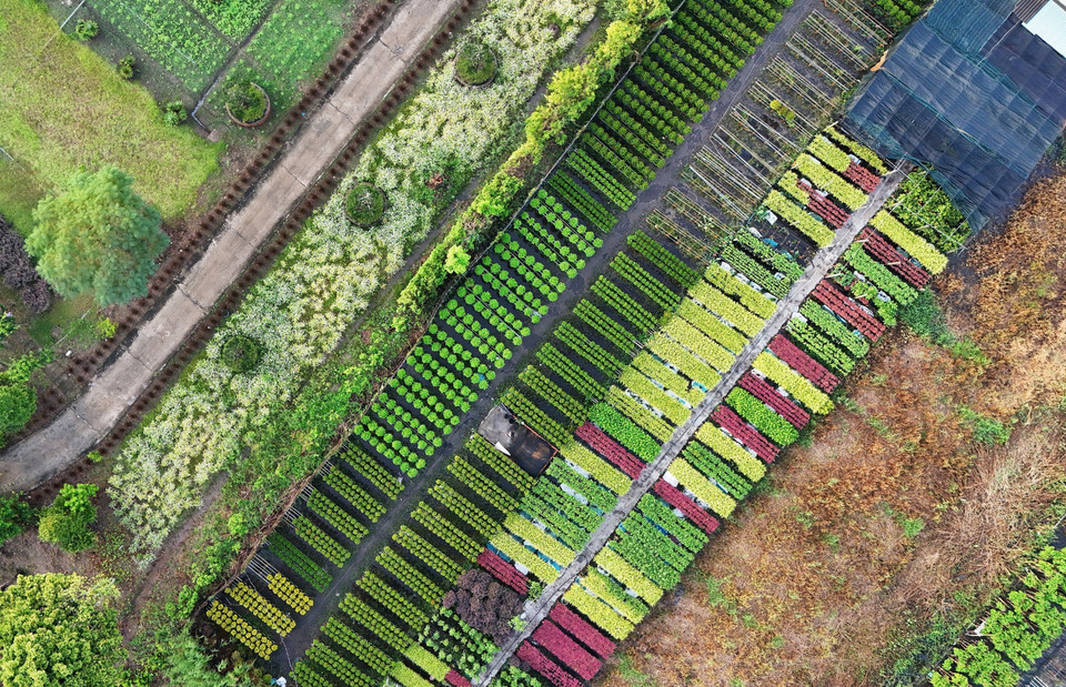 Desde las alturas, los huertos de flores en Sa Dec parecen un vibrante tapiz de colores. (Foto: VNA)
