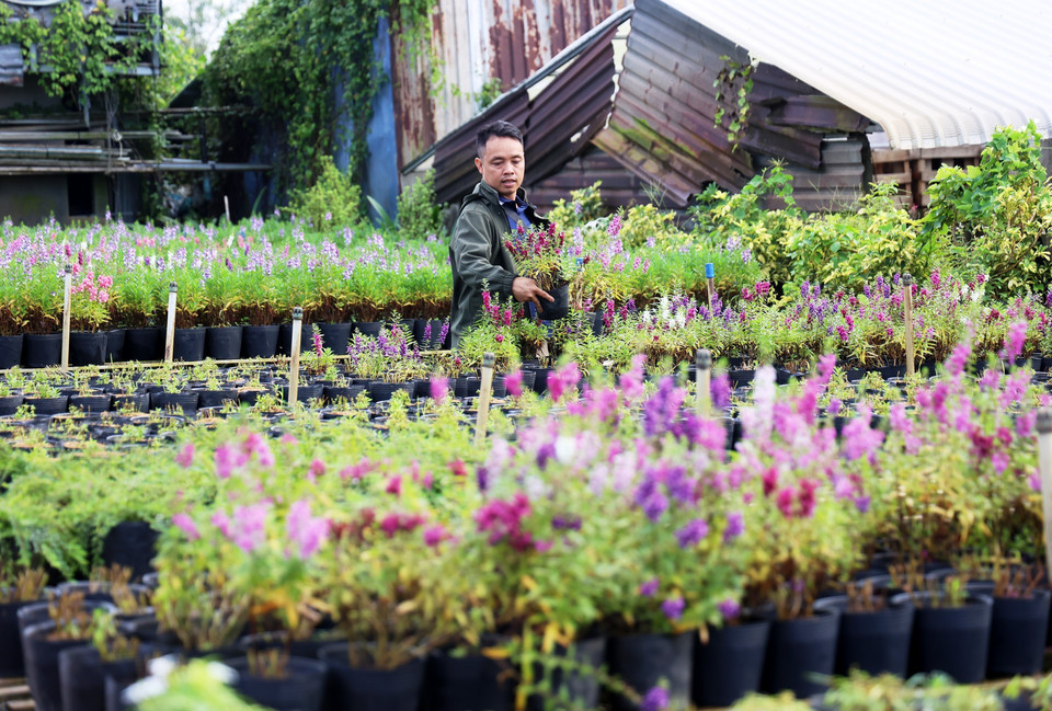 Clientes de Can Tho compran flores ornamentales para revenderlas durante el Tet. (Foto: VNA)