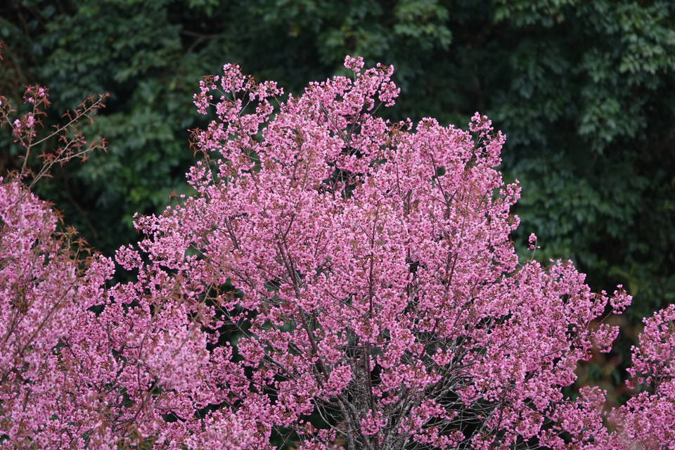 Sus racimos rosados atraen a visitantes y crean escenas que parecen sacadas de un cuadro. (Foto: VNA)