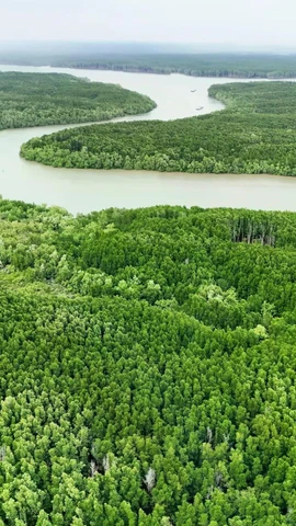 Desarrollo del bosques costeros promueve economía verde en Vietnam