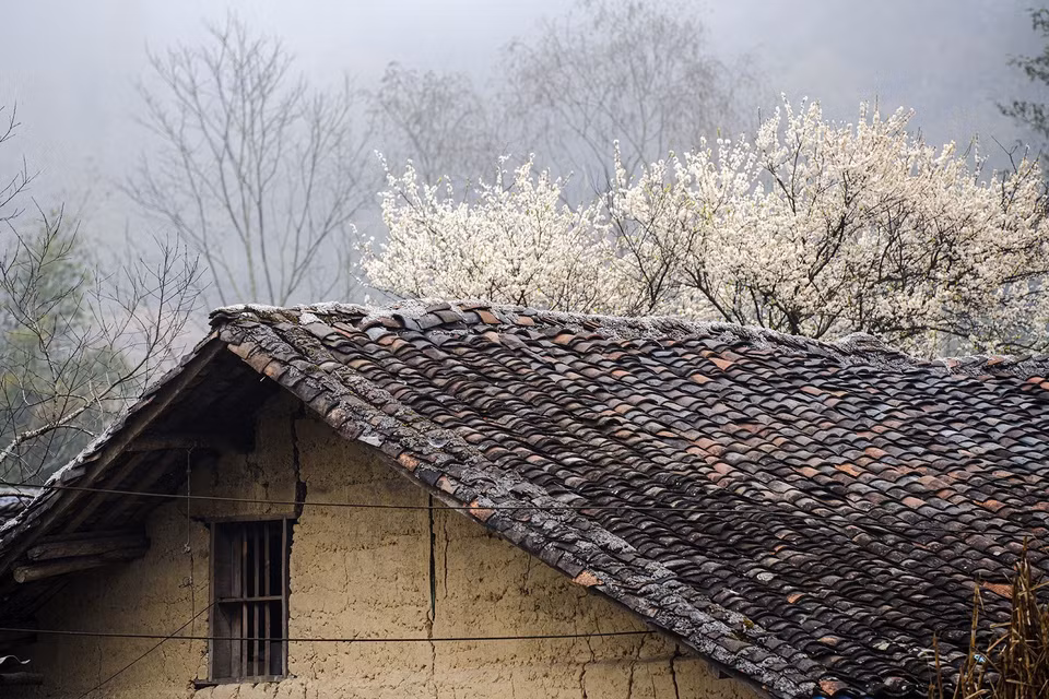 Las flores de pera florecen al frente de una casa “trinh tuong” en la comuna de Pho Bang, distrito de Dong Van, provincia de Ha Giang. Foto: VNA