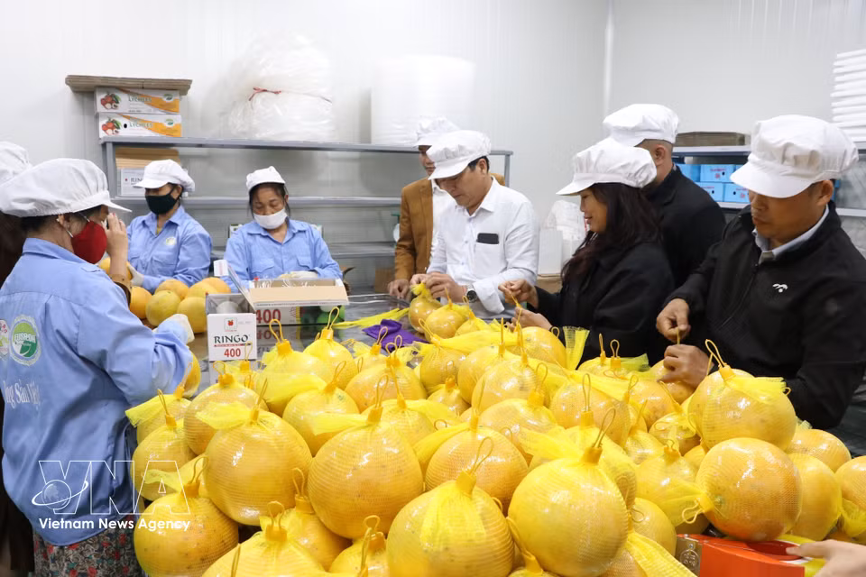 Ceremonia de anuncio de la exportación del primer lote de pomelos de Hoa Binh al mercado de la UE por vía marítima, en 2024. Foto: VNA
