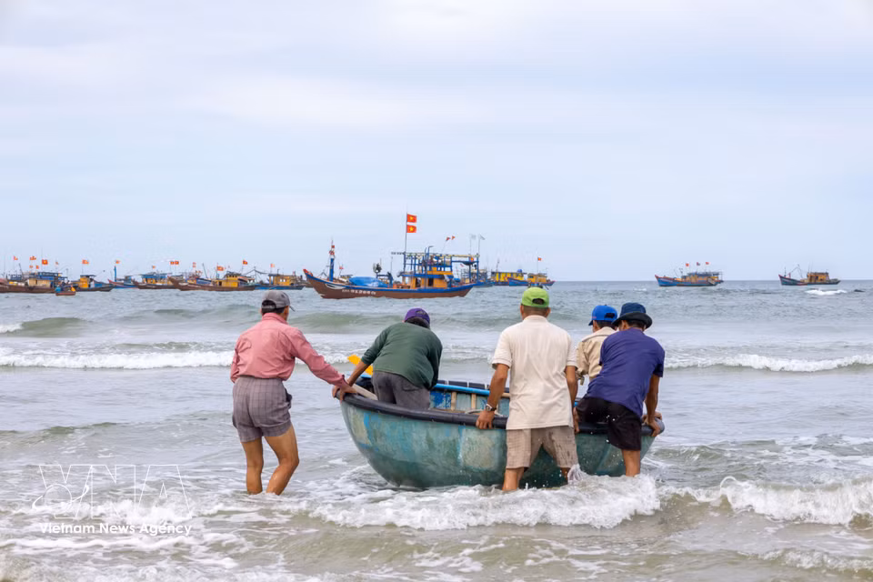 Alrededor de las 16:00 horas, las embarcaciones parten sucesivamente de la costa y se hacen a la mar para faenar durante toda la noche hasta el amanecer del día siguiente. (Foto: VNA)