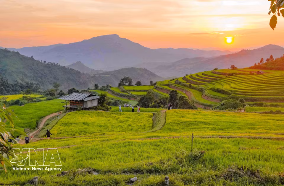 La luz de la tarde cubre los arrozales en terrazas de Pu Nhi, creando un paisaje sencillo y apacible. Foto: VNA