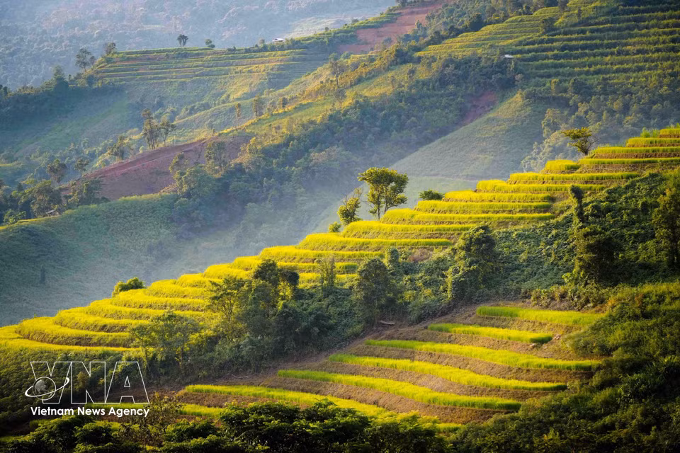 Los arrozales en terrazas se suceden en múltiples niveles por las laderas de las montañas. Foto: VNA