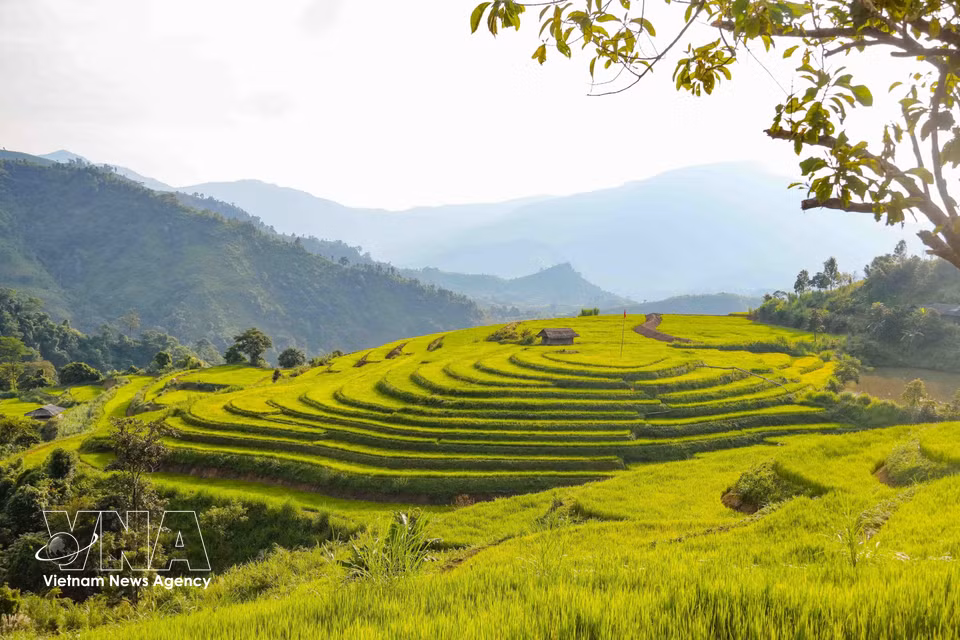 El área de arrozales de forma circular, con múltiples niveles concéntricos, constituye un atractivo singular del conjunto de arrozales en terrazas de la aldea Phu Long B. Foto: VNA