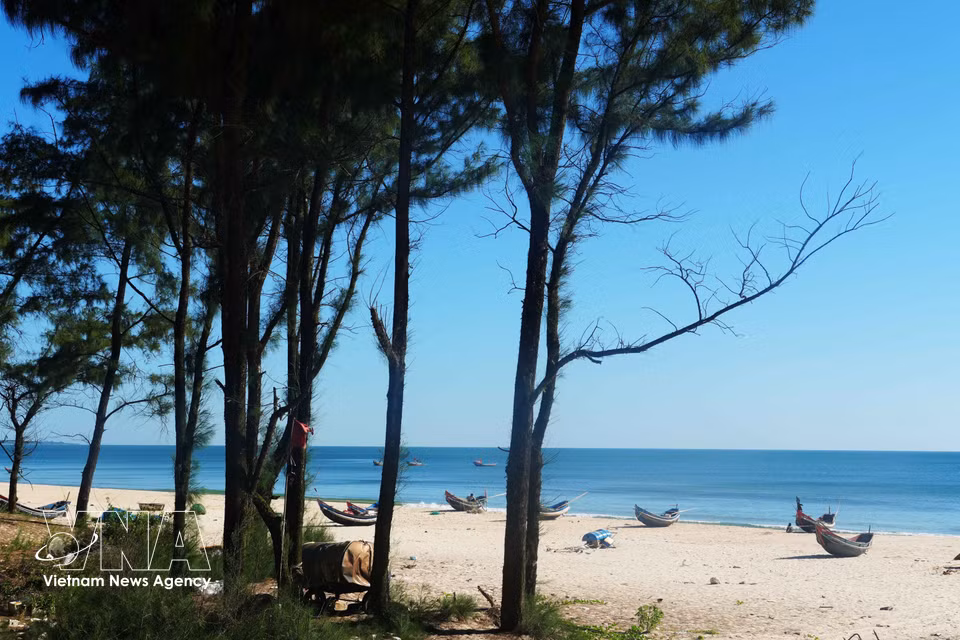 La serena belleza de la playa de la comuna de Ben Hai, provincia de Quang Tri, junto a un bosque de pinos. (Foto: VNA)