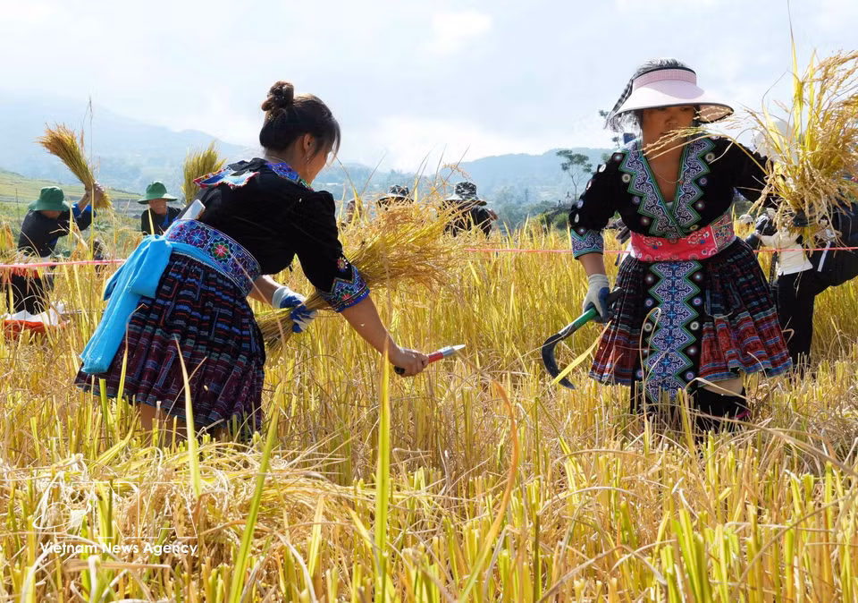 Los equipos compiten en la prueba de siega del arroz durante el festival. Foto: VNA