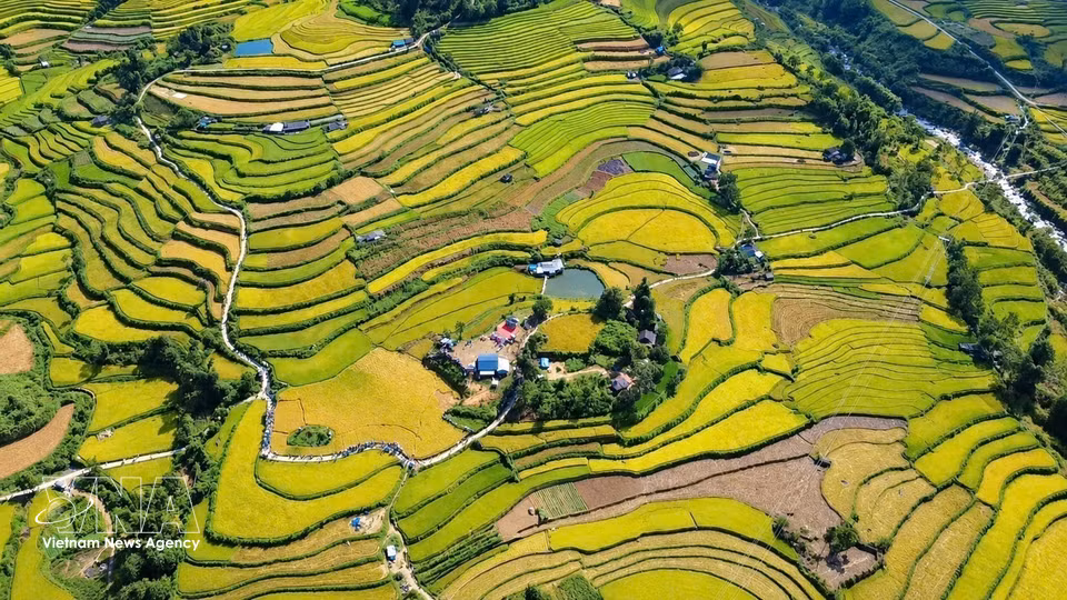 Los arrozales en terrazas Ta Leng, en la provincia de Lai Chau, se extienden en tonos dorados. Foto: VNA