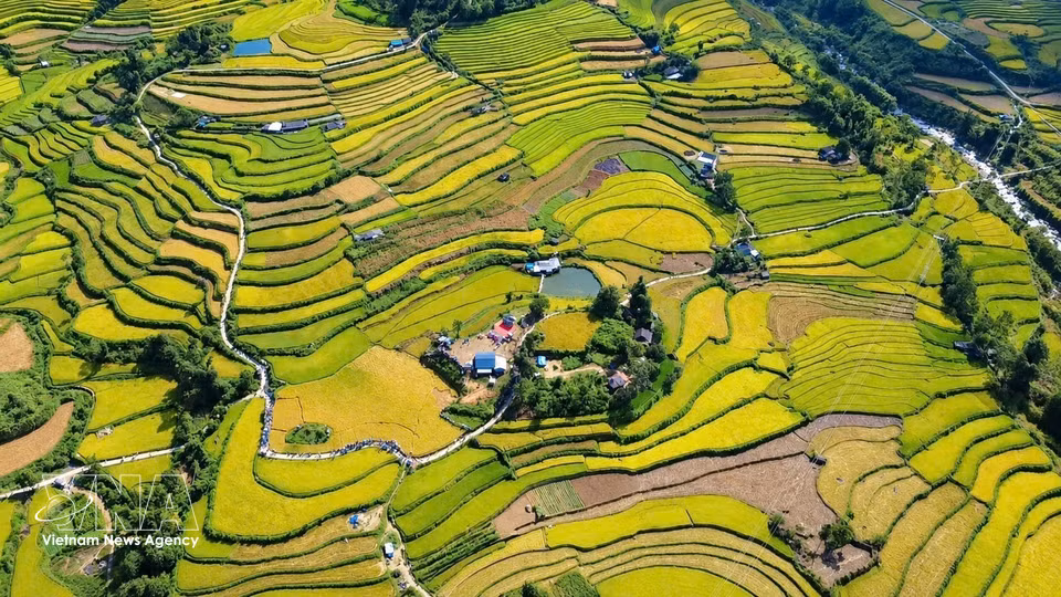Los arrozales en terrazas de Ta Leng, en la provincia de Lai Chau, se extienden en tonos dorados. Foto: VNA