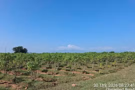 Zona de cultivo de Jatrofa de la empresa Star Japón, en la comuna de My Son, de la provincia vietnamita de Khanh Hoa. (Fuente: Star Japón)