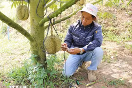 Un técnico de Sakura Farm (en comuna de Dong Khanh Son, provincia de Khanh Hoa) utiliza equipos para evaluar, analizar y optimizar la salud del suelo de cultivo de durian.