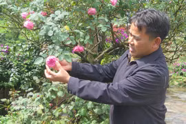 Do Phu Chinh, residente del barrio de Sa Pa, en la provincia norteña de Lao Cai, ha domesticado y propagado cerca de 100 variedades diferentes de rosas antiguas. (Fuente: VNA)