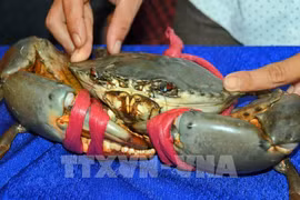 El cangrejo Mud en el país oceánico tiene un precio elevado pero carece de la característica cantidad de coral del cangrejo vietnamita de Ca Mau. (Fuente: VNA)