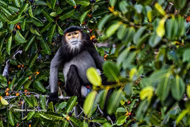 Langur de douc de patas negras en la montaña Ba Den (Fuente: VNA)