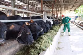 Tay Ninh por convertirse en el centro líder de ganadería tecnológica del sur de Vietnam. (Fuente: VNA)