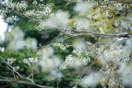 Flores de Sua pintan de blanco las calles de Hanoi