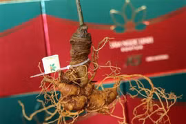Ginseng Ngoc Linh. (Fuente: VNA)