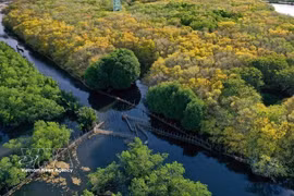 El manglar Ru Cha. (Fuente: VNA)