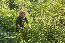 Tan May Liu, miembro de la Cooperativa Comunitaria Dao Rojo, se adentró en el bosque para recolectar hojas medicinales. (Fuente: VNA)