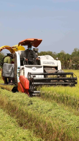 Oportunidades y desafíos para exportaciones del arroz vietnamita en 2025