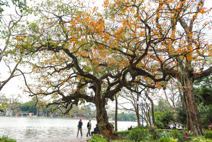 Belleza del lago Hoan Kiem, en Hanoi (Foto: VNA)
