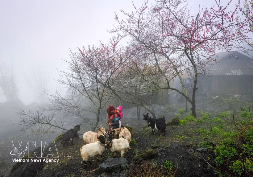 La cultura local hace que los destinos vietnamitas sean atractivos. (Foto: VNA)