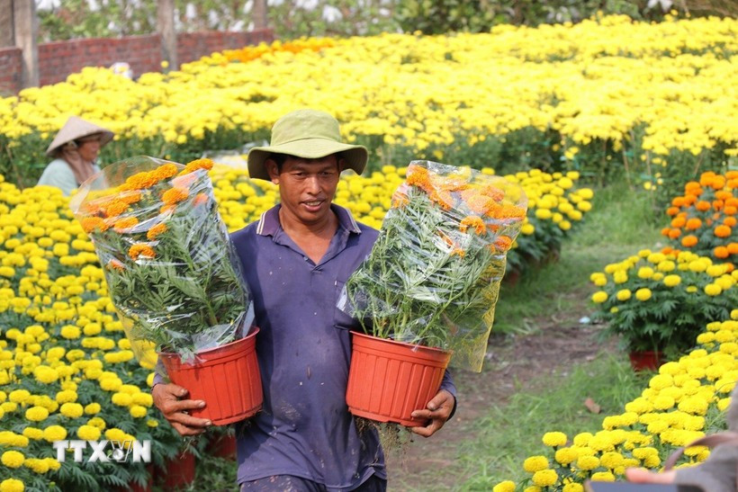 Las aldeas de flores y plantas ornamentales en Vinh Long experimentan una gran demanda durante el Tet (Foto: VNA)