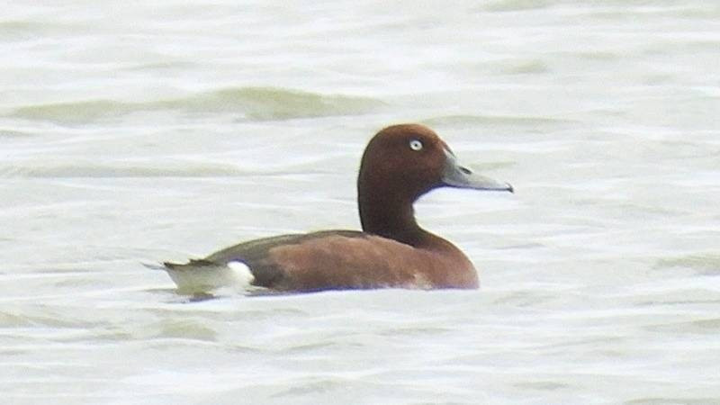 El Ferruginous duck (Aythya nyroca) encontrado en la laguna de Hac Hai (Foto: Parque Nacional Phong Nha – Ke Bang)