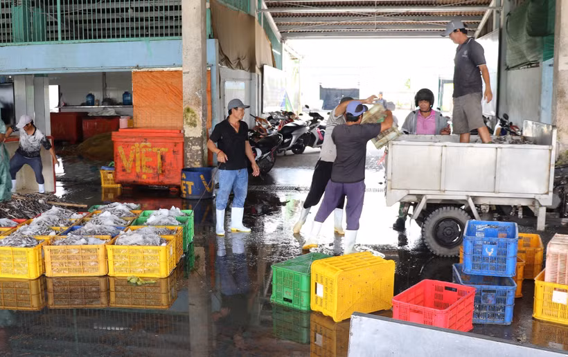 Durante la temporada de pesca, el puerto pesquero de Vam Lang, en la provincia de Dong Thap, da empleo a un gran número de trabajadores locales. (Foto: VNA)