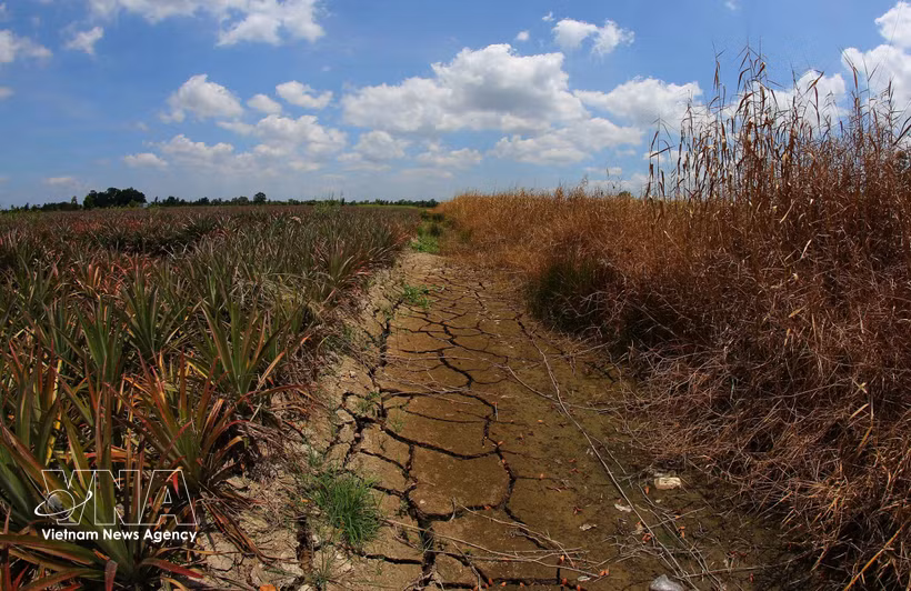 Muchos canales interiores de la ciudad de Can Tho se secan tras un período prolongado de calor extremo. (Foto: VNA)