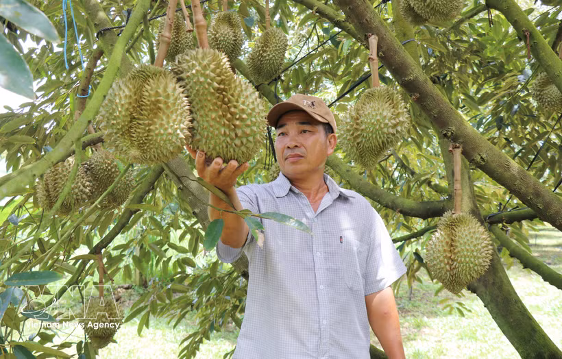 Un trabajador de la cooperativa de durián Huong Thanh, en la provincia de Lam Dong, inspecciona las frutas para la exportación. (Foto: VNA)