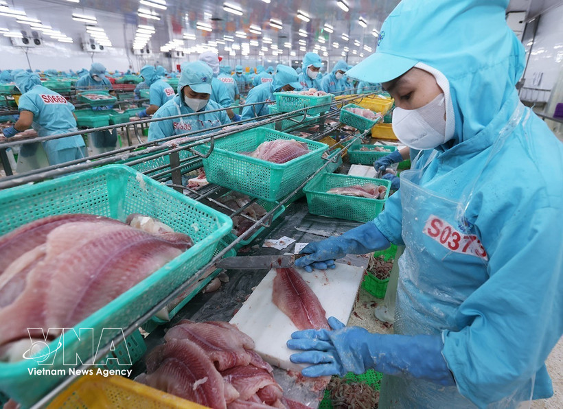 Procesamiento de pescado Tra (pangasius) para exportación (Foto: VNA)