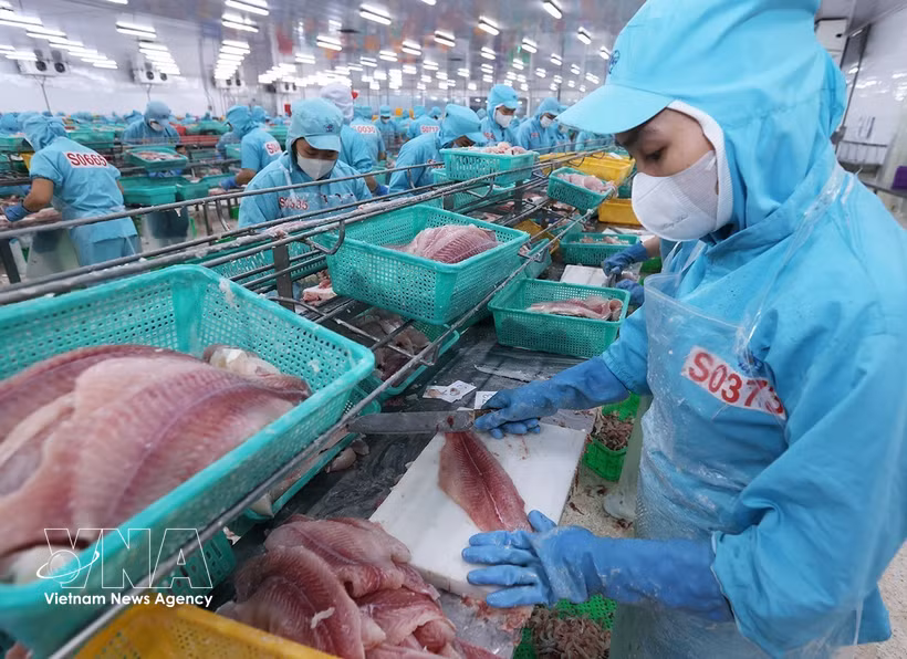 Procesamiento de pescado Tra (pangasius) para exportación (Foto: VNA)