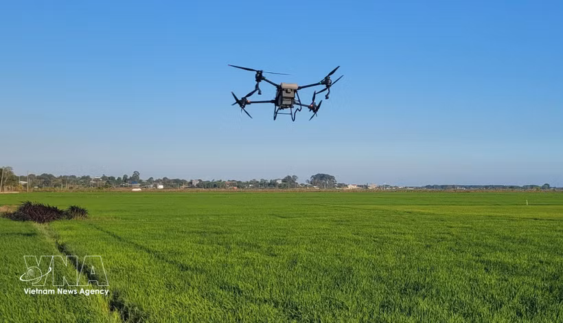 Utilización de drones para fumigar con pesticidas en los arrozales de la comuna de Long Dien, Ciudad Ho Chi Minh. (Foto: VNA)