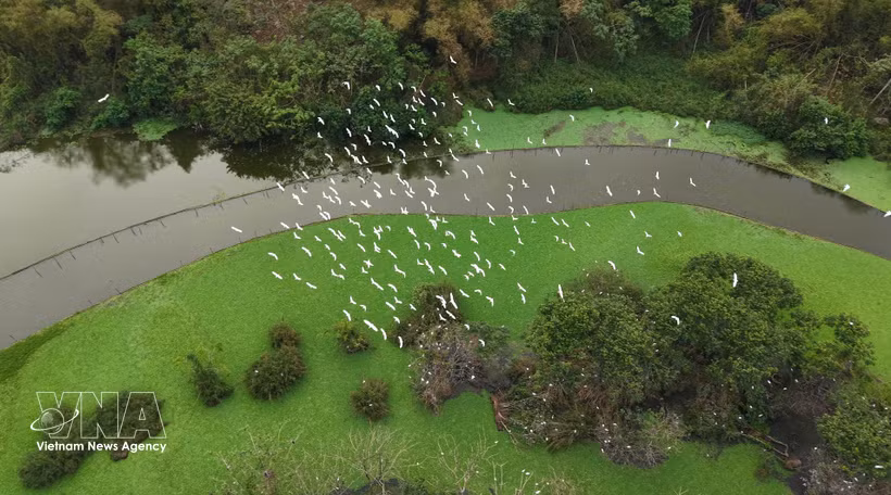 El jardín de aves de Thung Nham está ubicado dentro del Área de Ecoturismo de Thung Nham, en el barrio de Nam Hoa Lu, provincia de Ninh Binh. (Foto: VNA)