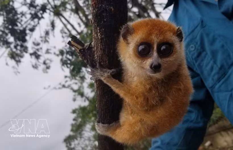 El loris lento pigmeo (nombre científico - Nycticebus pygmaeus) (Foto: VNA)