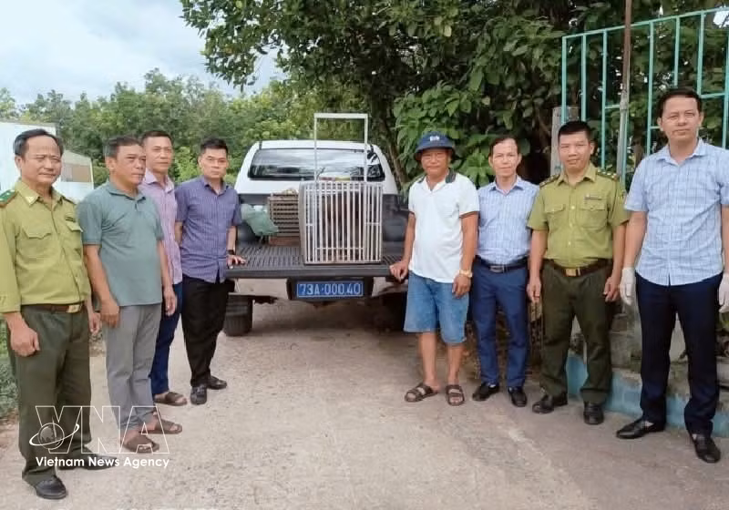 Cinco ejemplares de fauna silvestre rara y amenazada fueron entregados al Centro de Rescate, Conservación y Desarrollo de Organismos del Parque Nacional de Phong Nha-Ke Bang. (Foto: VNA)